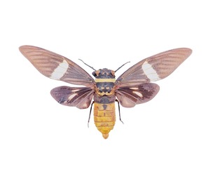 Tosena Fasciata Sumatra