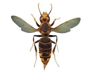 Vespa Velutina Variana