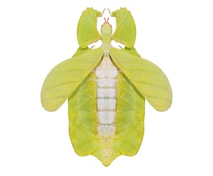 Walking Leaf Phylliidae Leaf Insect