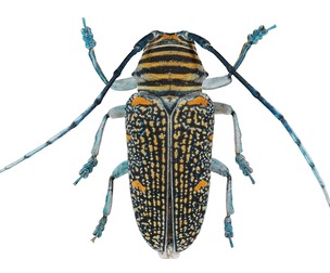 Zographus Regalis Centralis