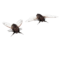 Cicada cicada