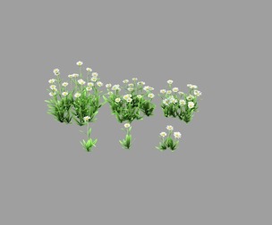 Daisies small flowers small plants chrysanthemums