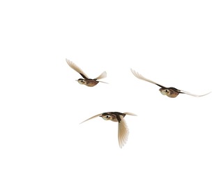 Baby birds and birds and birds and birds