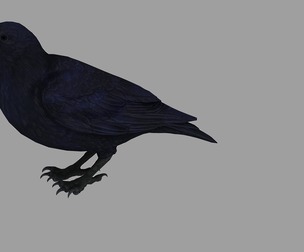Next generation PBR Crow Crow bird Small bird sparrow lar