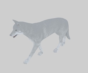 Next generation Wolf Gray Wolf Steppenwolf Wolf snow Wol