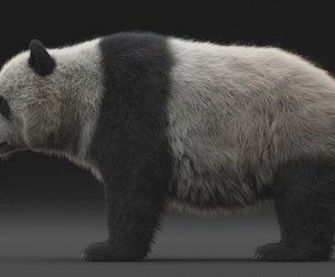 Panda Panda National treasure realistic Panda realistic Pand