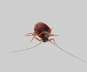 Realistic cockroach with binding and animation