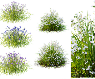 AV Spring flowering grasses Fringe lily and Libertia Grandiflora