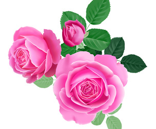 Beautiful Pink Roses Bouquet, Full Bloom, Green Leaves, EPS File