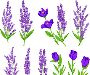 Beautiful Botanical Illustration of Lavender, Purple Flowers, Leaves, EPS File