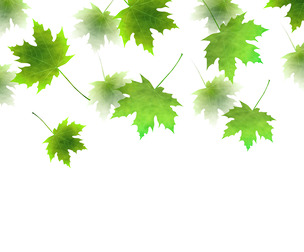 Green Maple Leaves Falling, EPS File