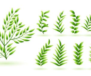 Natural green herb leaves collection, Organic Foliage, EPS File