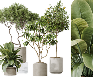 AV Indoor plants set 191