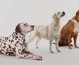Big Dog Set x3