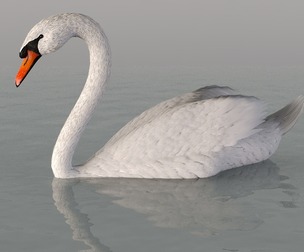 A swan on the water