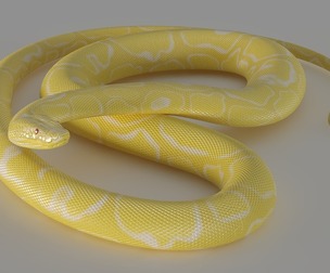 Yellow python