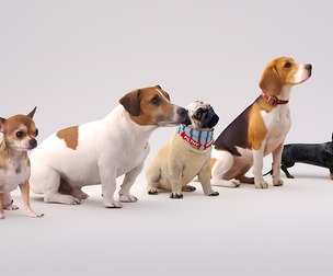 Small dog set x5