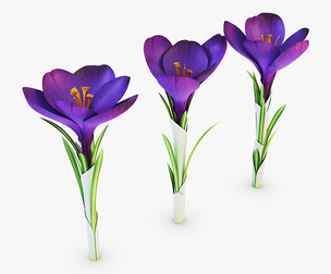 Flower Crocus Violet v 1 3D Model
