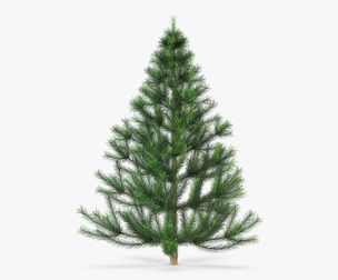 Conifer Tree 150cm v 1 3D Model