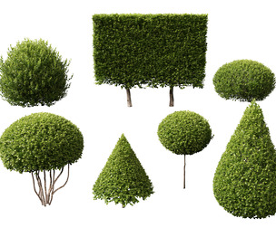 (Highpoly+Low Poly) Buxus Microphylla - Littleleaf Boxwood