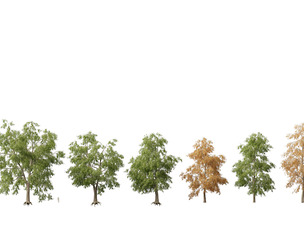 (Highpoly+Low Poly) Carya cordiformis - bitternut hickory