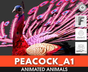 Peacock_A1
