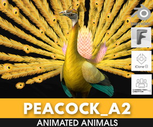 Peacock_A2