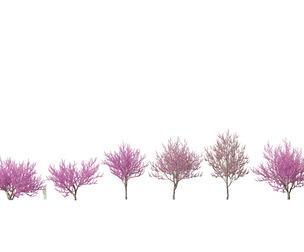 (Highpoly+Low Poly) Cercis siliquastrum - Judas tree