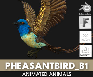 Pheasant Bird_B1