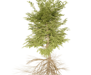 3D model of a tree with roots