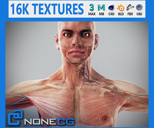 Human Male Anatomy