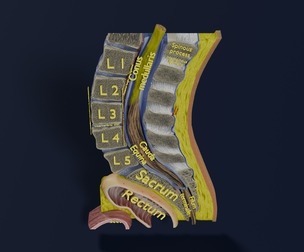 Lower Back Longitudinal section anatomy