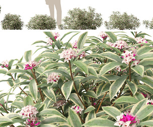 (HighPoly+Low Poly) Daphne odora Marginata - Variegated winter Daphne