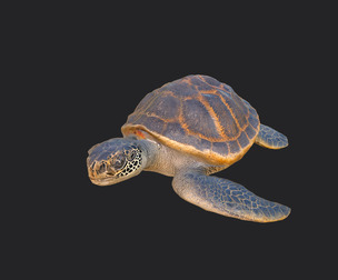 sea turtle 3D Model 001