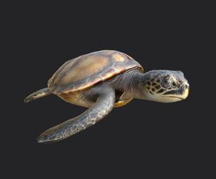 sea turtle 3D Model 002