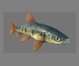 Fish 3D model 001