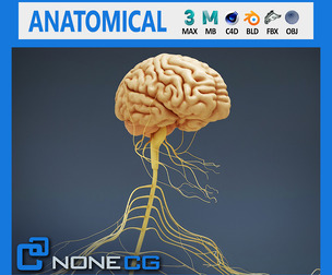 Human Male Nervous Anatomy