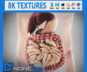 Human Male Digestive Anatomy