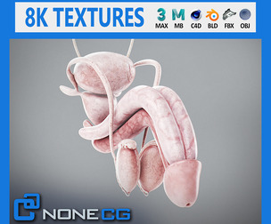 Human Male Urinary and Reproductive Anatomy