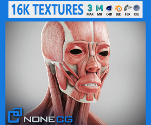 Human Male Skeletal and Muscular Anatomy