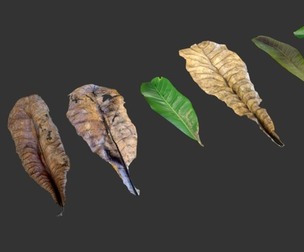 7 different autumn leaves