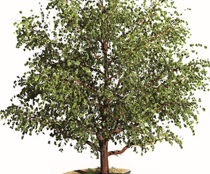 tree with wooden round seat