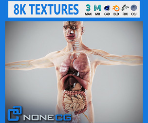 Human Male Internal Organs Anatomy