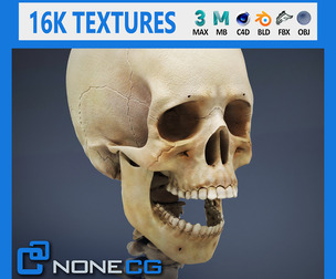 Human Male Skeletal Anatomy