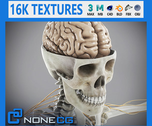 Human Male Skeletal and Nervous Anatomy