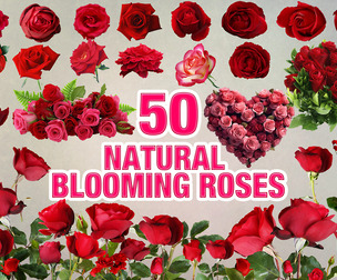 50 Blooming Roses, rose floral clipart, pink flowers PNG