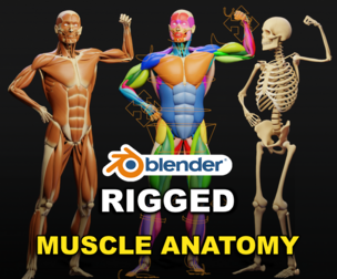 Muscle Anatomy - Ecorche Rigged