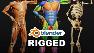 Muscle Anatomy - Ecorche Rigged cover