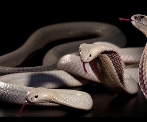 Snakes & Lizards -Photo Reference Package For Artists-523 JPEGs noAI