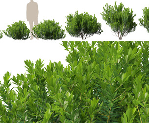 (Highpoly+Low Poly) Ilex Glabra - Evergreen Winterberry
